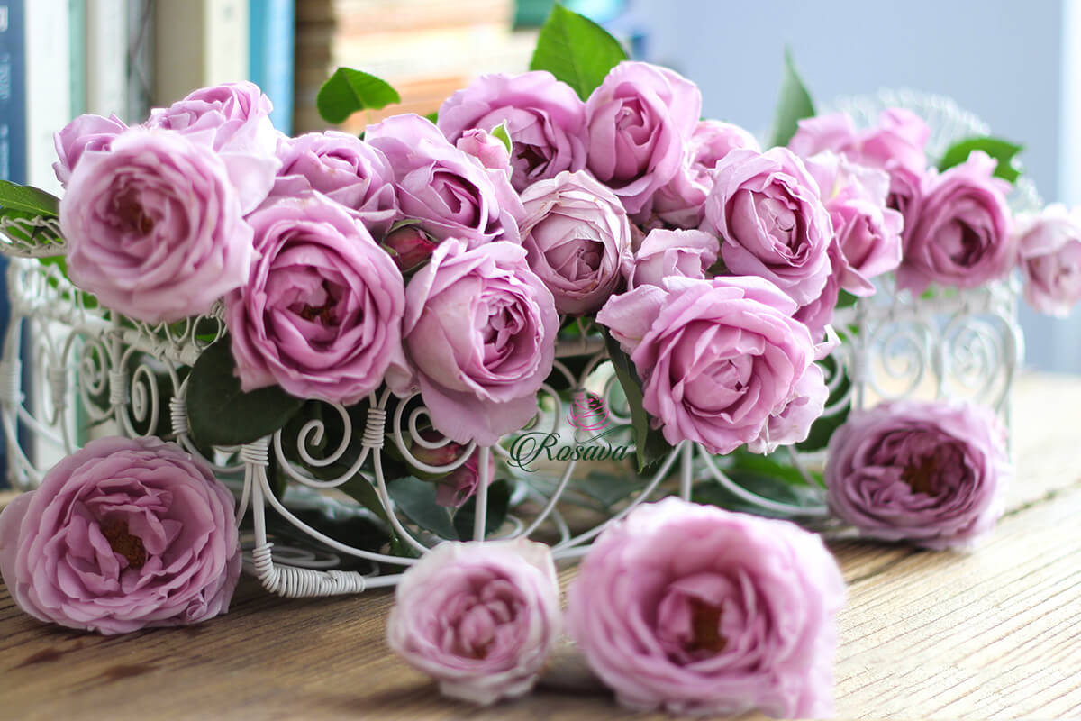 Bán hoa hồng màu tím Shinoburedo rose siêu hoa của Nhật [chết 1 đền 1