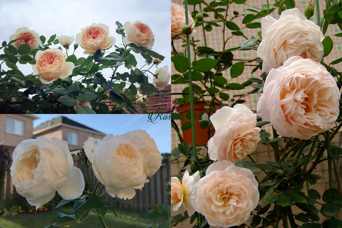 Hoa hồng Pháp Alexandrine rose | Blog Cây Cảnh