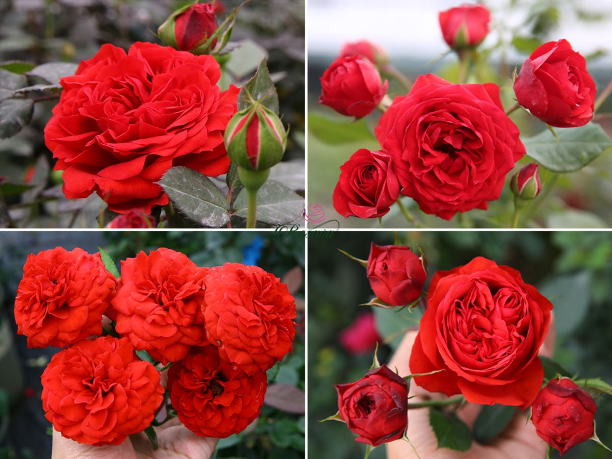 Hoa hồng Red Apple