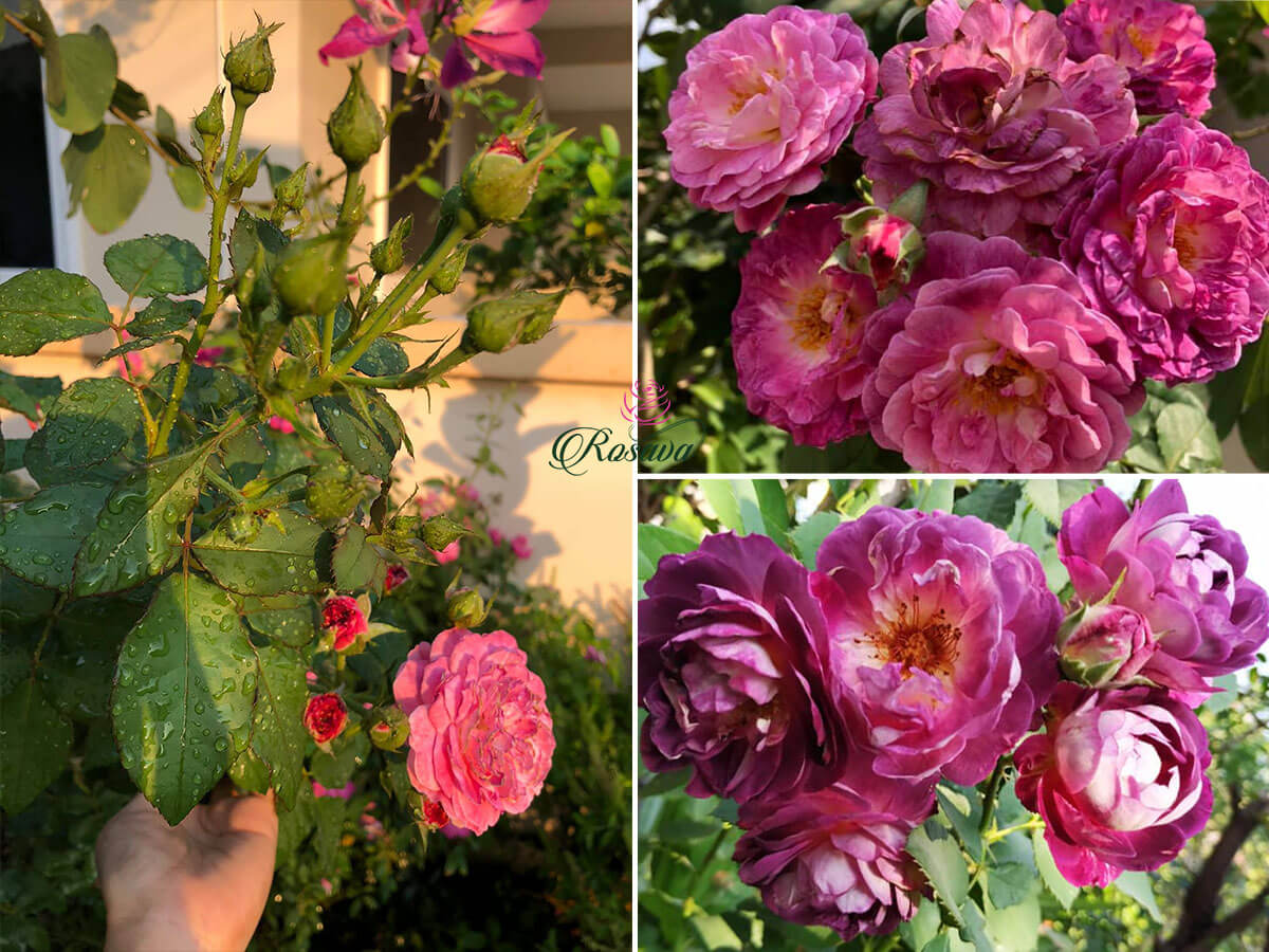 Rosava cung cấp giống hoa hồng society uy tín