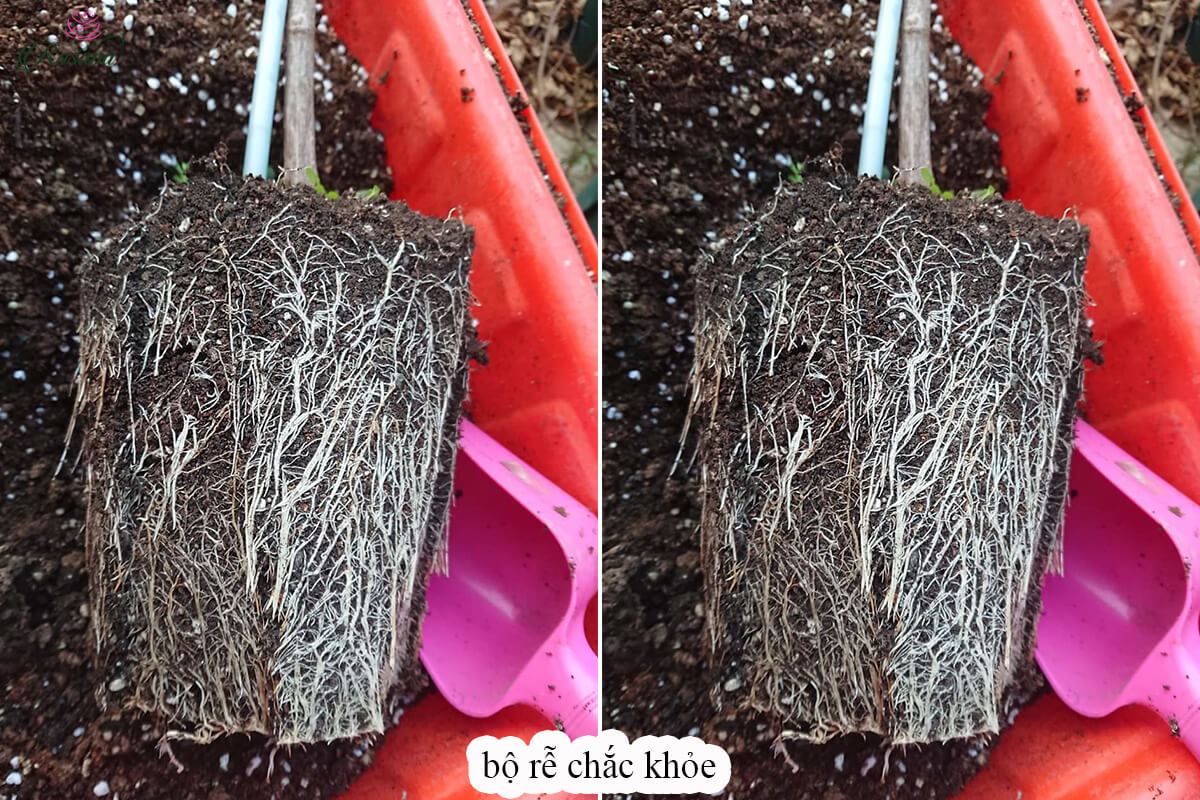 Tác dụng của phân bón cho hoa hồng Bio Grow đối với bộ rễ của cây
