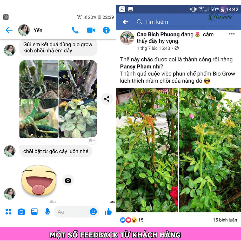 Phản hồi từ khách hàng khi sử dụng sản phẩm kích mầm hoa hồng Rosava