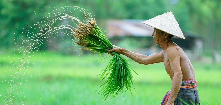 Kỹ thuật trồng rau hữu cơ theo tiêu chuẩn PGS