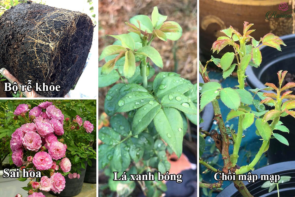 sử dụng thuốc sinh hoc cho lan bị thối lá