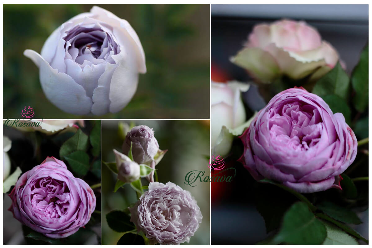 Top 30 giống hoa hồng Nhật đẹp nhất hiện nay