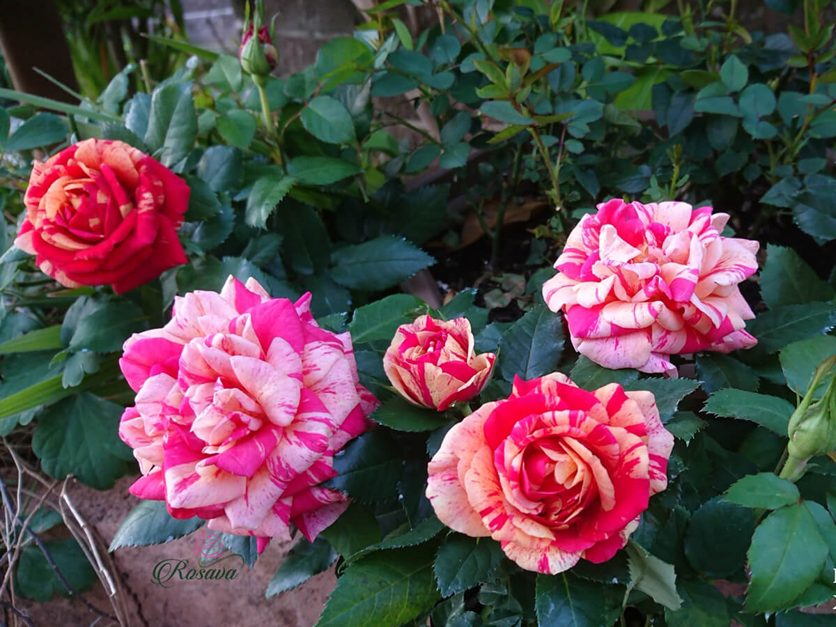 Hoa hồng Matsuri