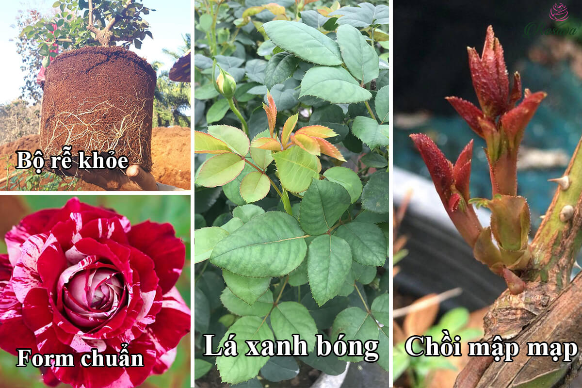 Siêu tác dụng của phân bón sinh học Bio Grow kích mầm mọc tua tủa