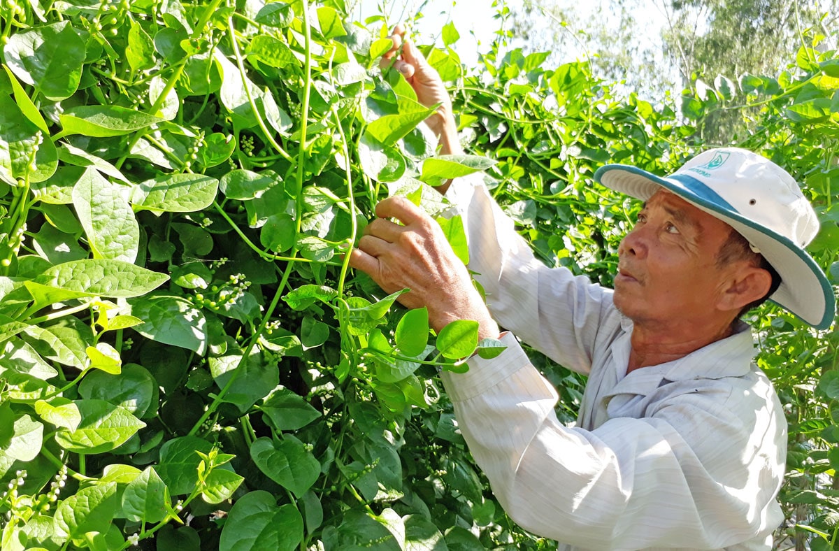 Thu hoạch rau mồng tơi đảm bảo chất lượng