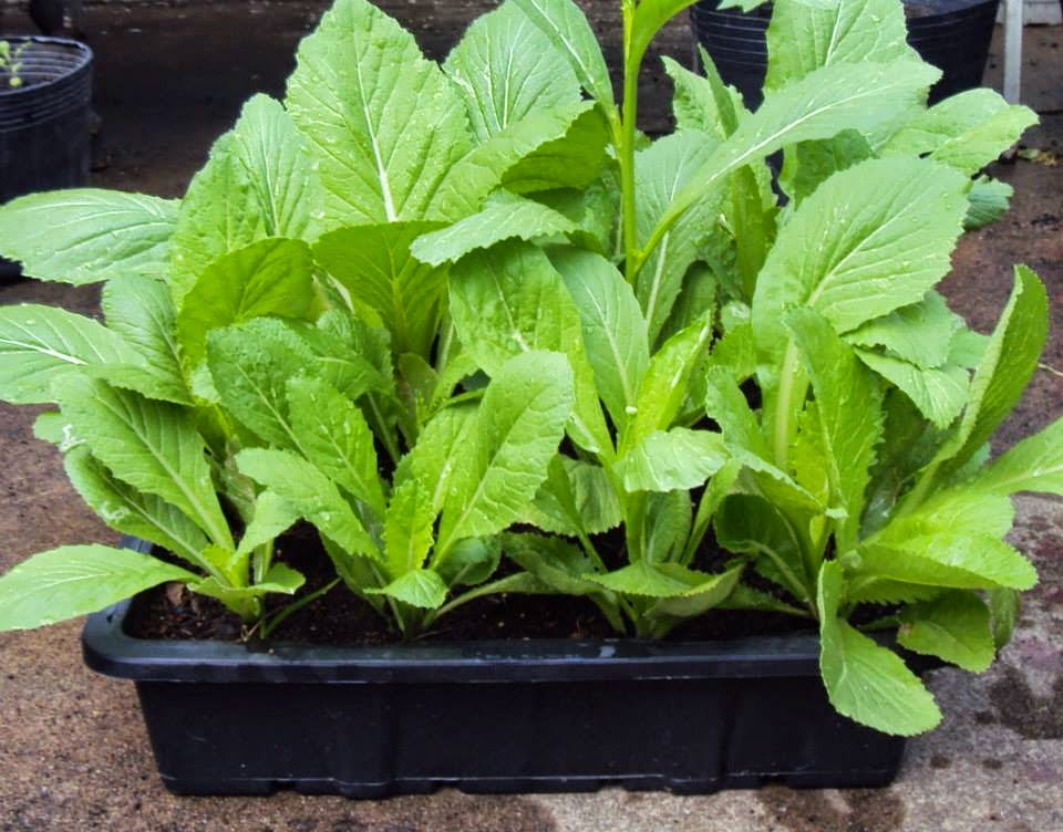 Hướng dẫn trồng rau cải trong thùng xốp cực đơn giản, xanh tốt