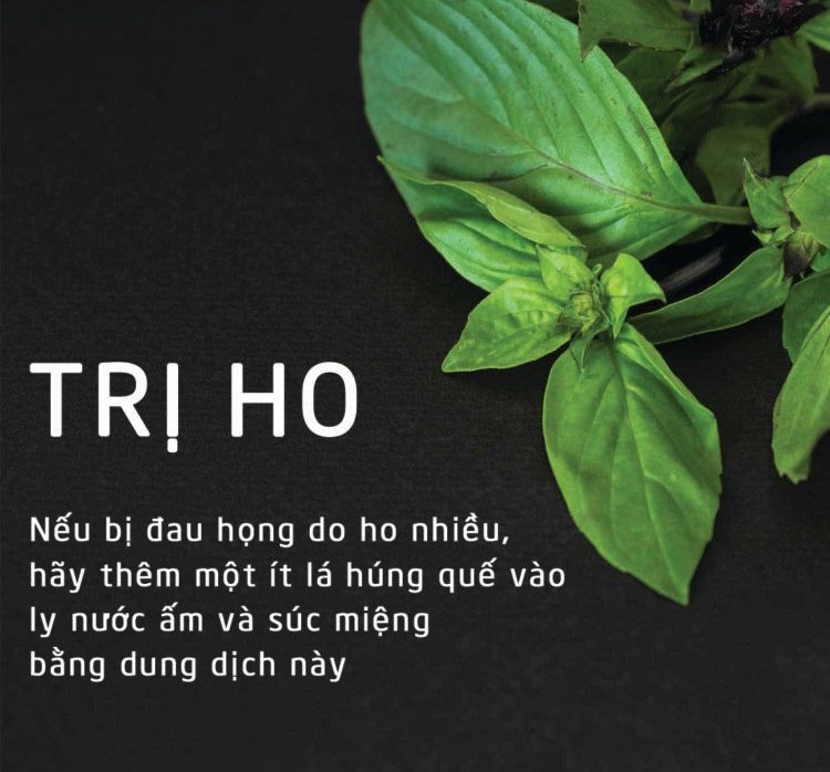 trồng rau húng quế trong thùng xốp