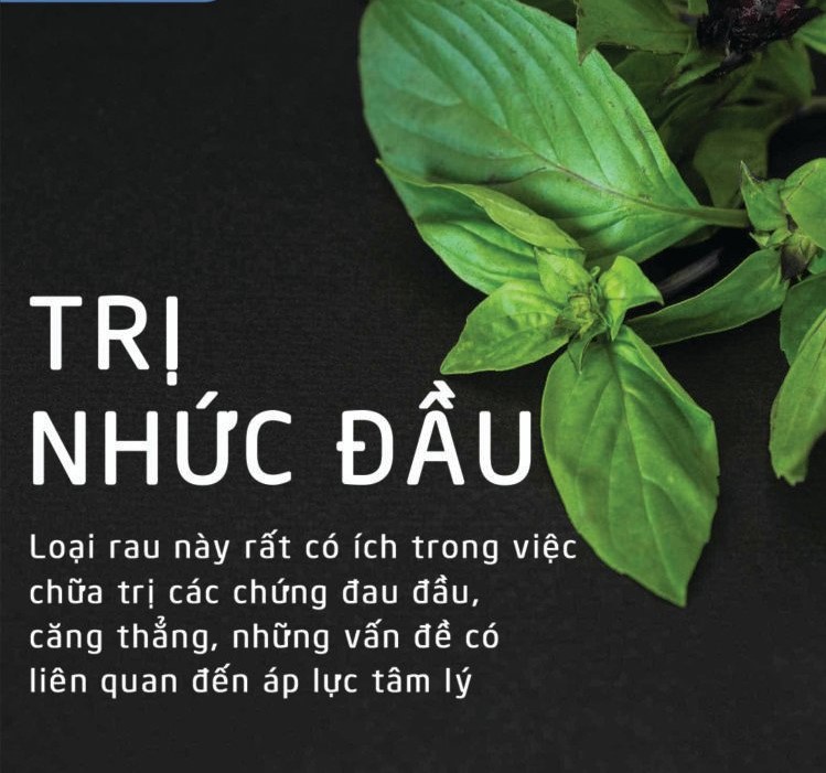 trồng rau húng quế trong thùng xốp