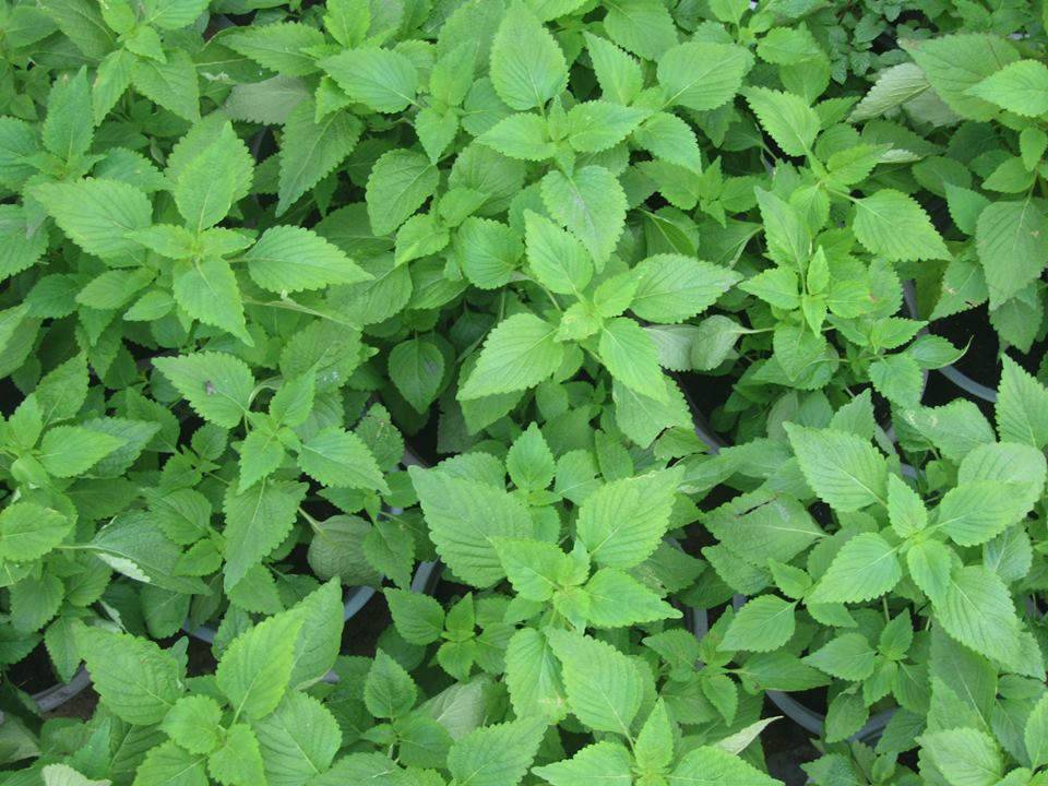 Trồng rau kinh giới trong thùng xốp từ hạt cực dễ, hiệu quả