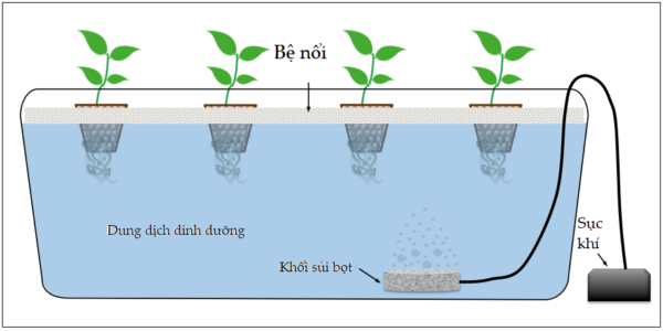 cách trồng rau thủy canh tại nhà