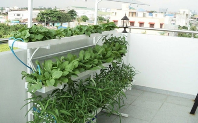 cách trồng rau thủy canh tại nhà