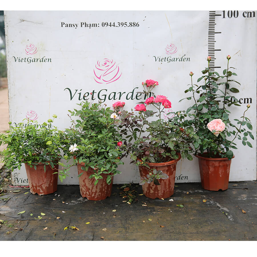 Hoa Hồng La Parisienne Rose Giống Phap Cay Bụi Cực Sai Dễ Trồng