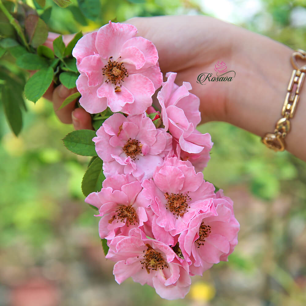 Claire Martin Images Stock Photos Vectors Shutterstock