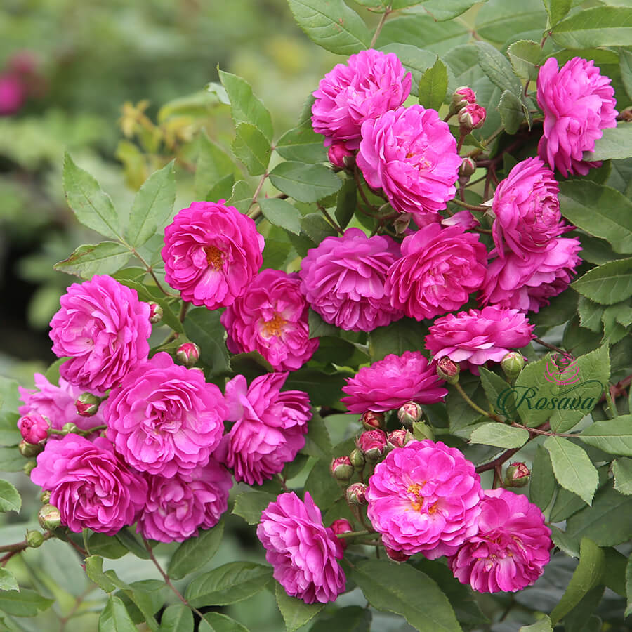 Vineyard Song Roses Days Of Wine And Roses Sheet Music Direct
