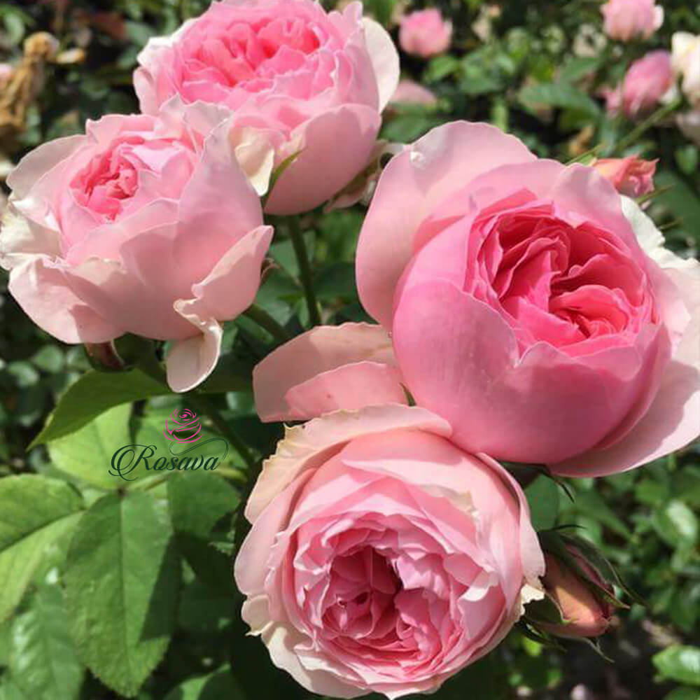 Hoa hồng ngoại Carey rose