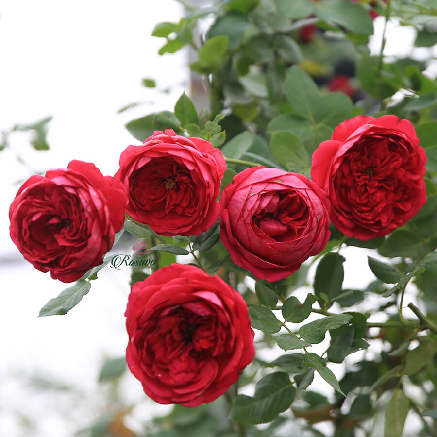 Hoa hồng Pas De Deux