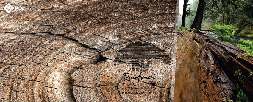 Sàn gỗ Rainforest 8mm