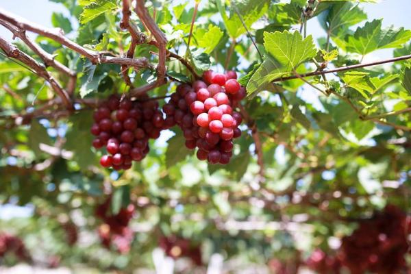 kinh nghiệm đi vườn nho Ninh Thuận