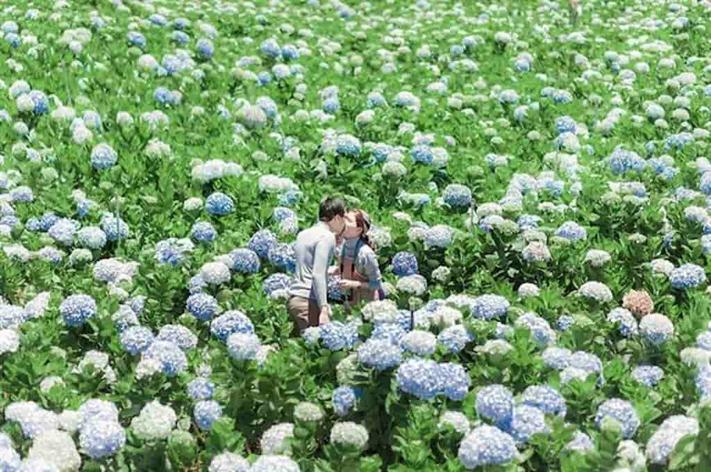 CÁNH ĐỒNG HOA CẨM TÚ CẦU ĐÀ LẠT