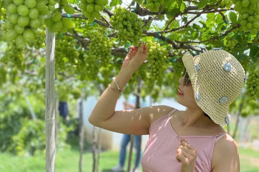 Khám phá vườn nho Ninh Thuận