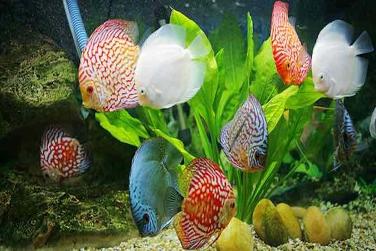 Sắc màu đại dương.