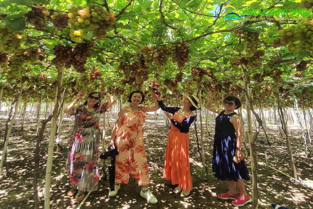 Tour Vĩnh Hy Hang Rái Vườn Nho Đồng Cừu: Giá rẻ nhiều ưu đãi hấp dẫn | Công Ty TNHH Du Lịch Chào Ngày Mới