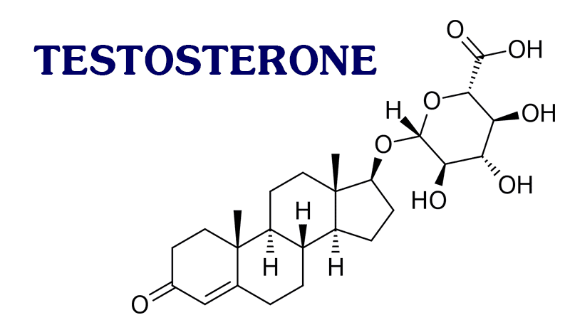 thong-tin-to-ng-qua-t-ve-testosterone