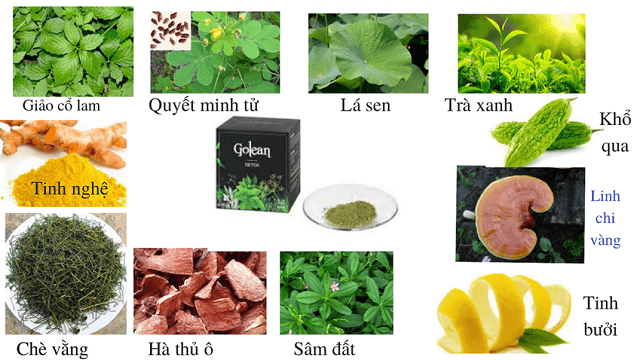 hình thành phan trà giảm cân golean