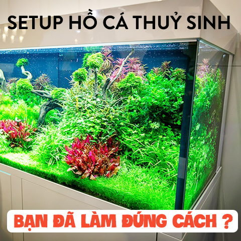 Setup hồ cá thủy sinh, bạn đã làm đúng cách ?