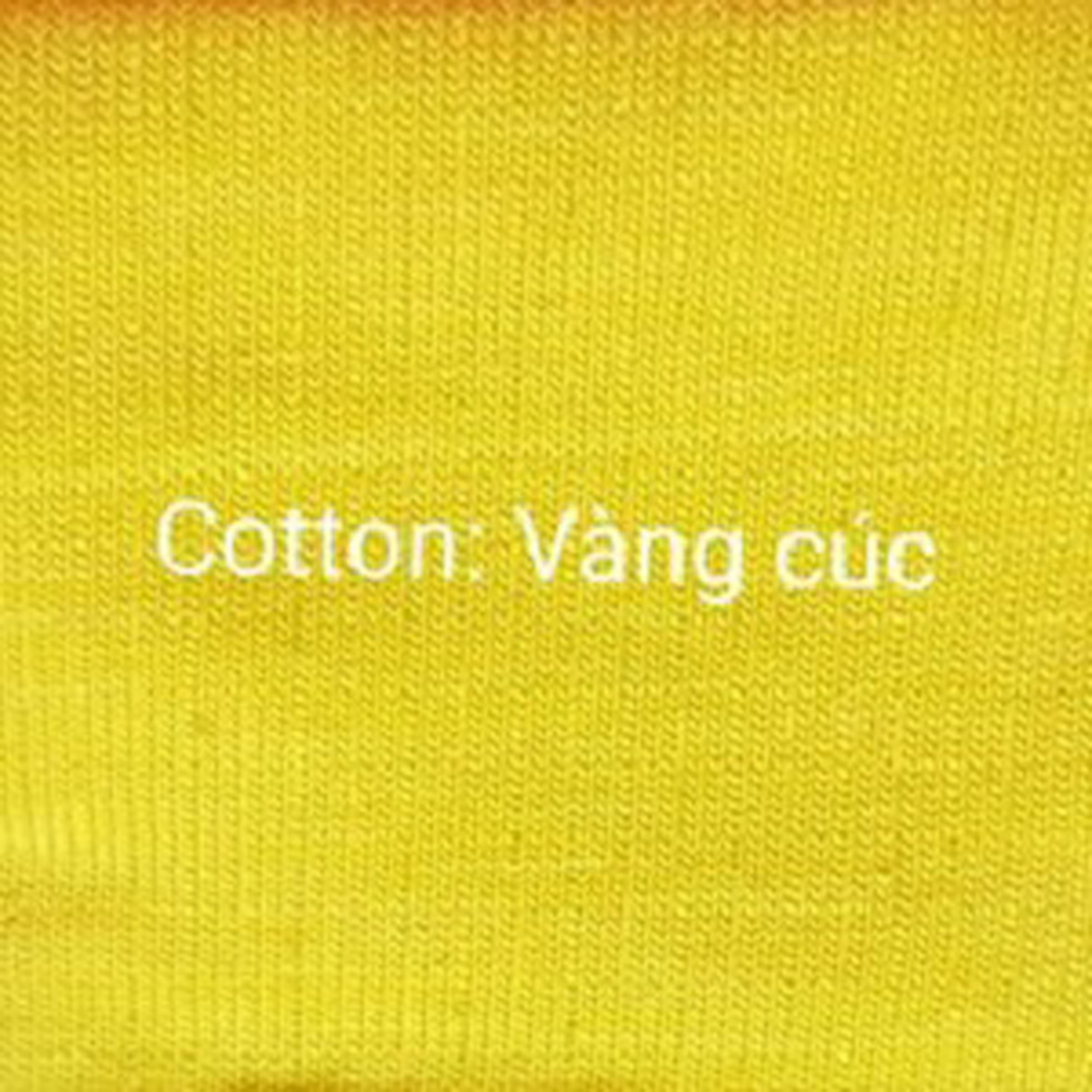 Cotton Vàng cúc