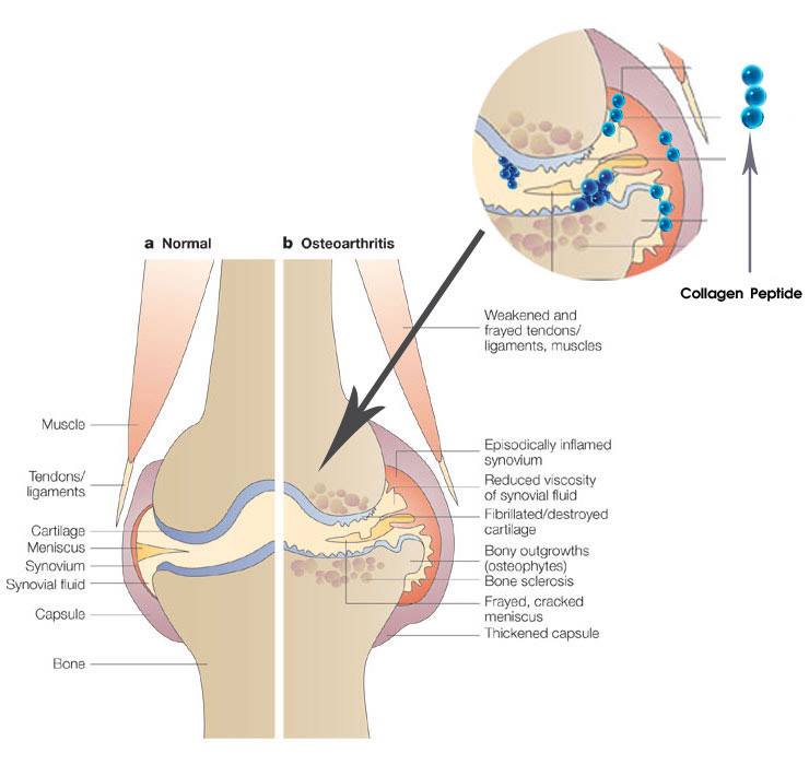 collagen yanhee (3)