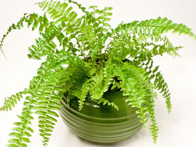 Vài loại cây lọc không khí bạn nên trồng tại nhà