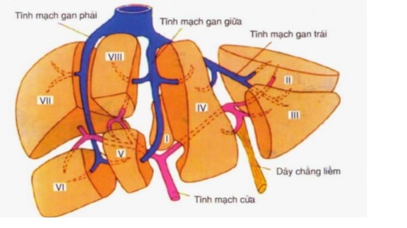Gan và chức năng gan