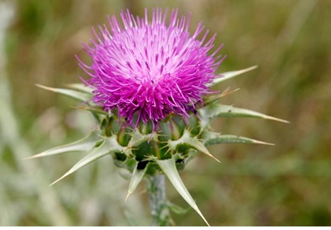 Silymarin tăng cường chức năng gan