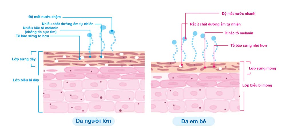 Làn da trẻ sơ sinh khác da người lớn như thế nào?