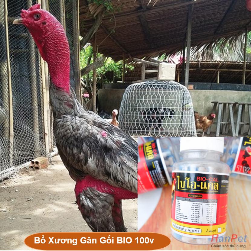 (Thuốc gà CHỌI) (Lọ 100 viên) Bổ Xương Gân Gối BIO MADE IN THAILAND dạng viên nhộng UỐNG - Can xi gà đá / chữa mất gân gà chọi / bổ xương cốt gà đá - (Hanpet canxigada)