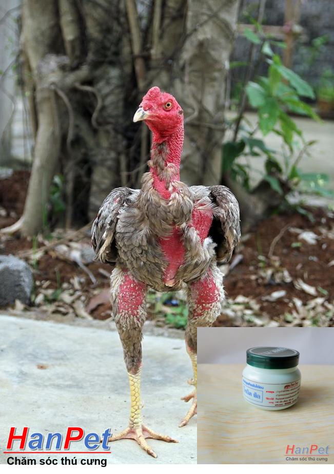 (Thuốc gà CHỌI) Phục hồi gà chọi, thuốc hồi phục sau đá cho chiến kê, dạng thuốc uống 130v/lọ- MADEIN THAILAND (Hanpet hồi phục)