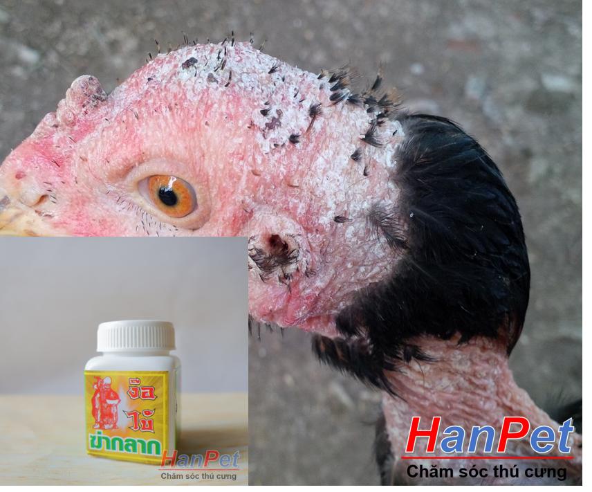 (Thuốc gà CHỌI) Trị nấm gà, mốc gà chọi, thuốc lác gà đá, dạng uống lọ 10viên MADEIN THAILAND (Hanpet moc uong)