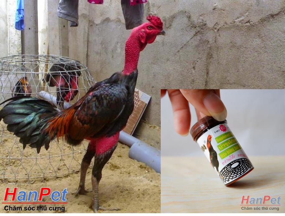 (Thuốc gà CHỌI) Thuốc bổ gà chọi, KÍCH LỰC TỔNG HỢP cho chiến kê, dạng thuốc uống 32v/lọ- MADE IN THAILAND (Hanpet tang gan)