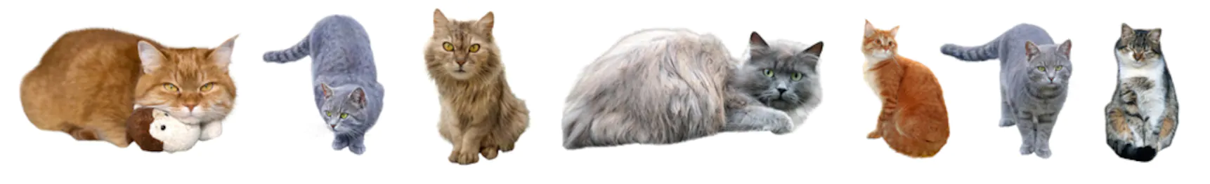 dog cats