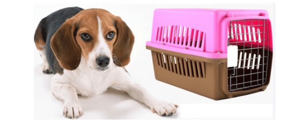 Han Pet