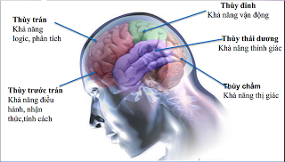 BIỂU HIỆN CƠN ĐỘNG KINH Ở THUỲ THÁI DƯƠNG