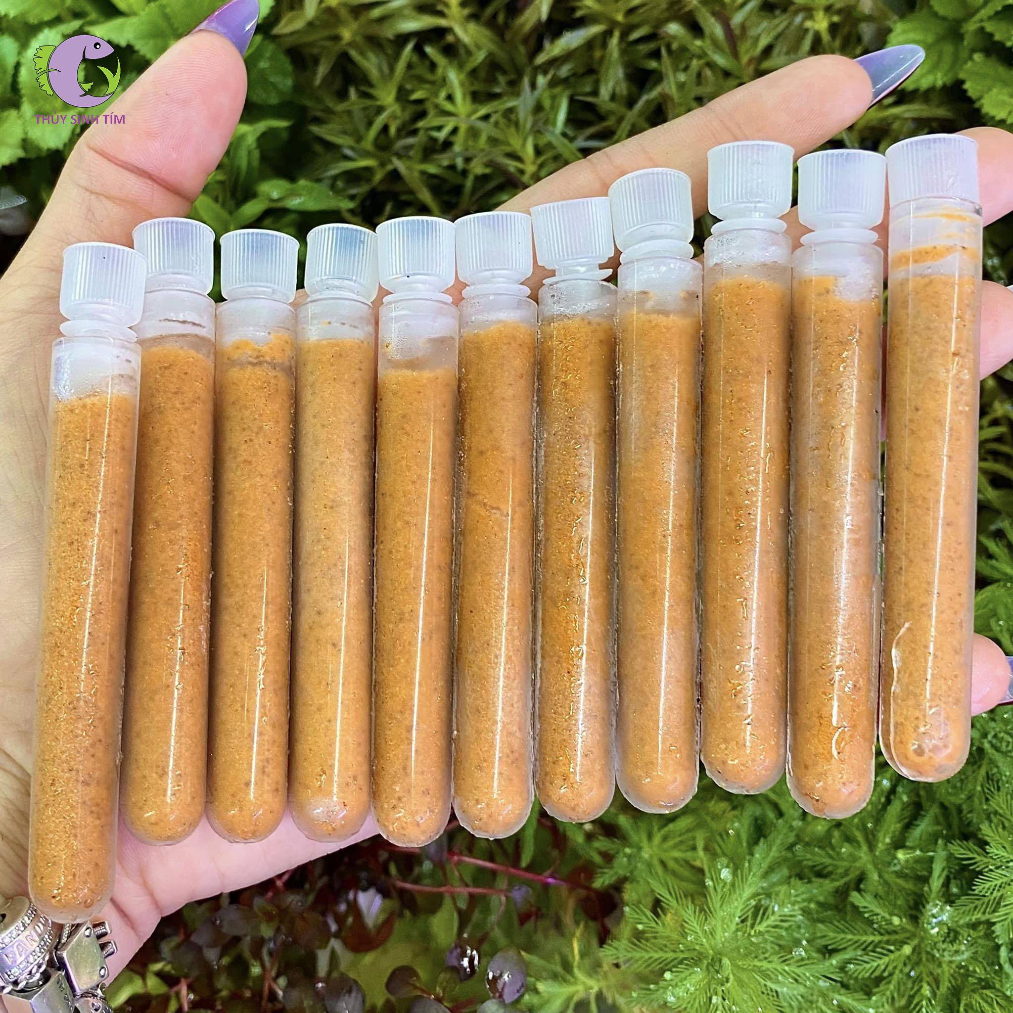 Ống Artemia Đông Lạnh-1