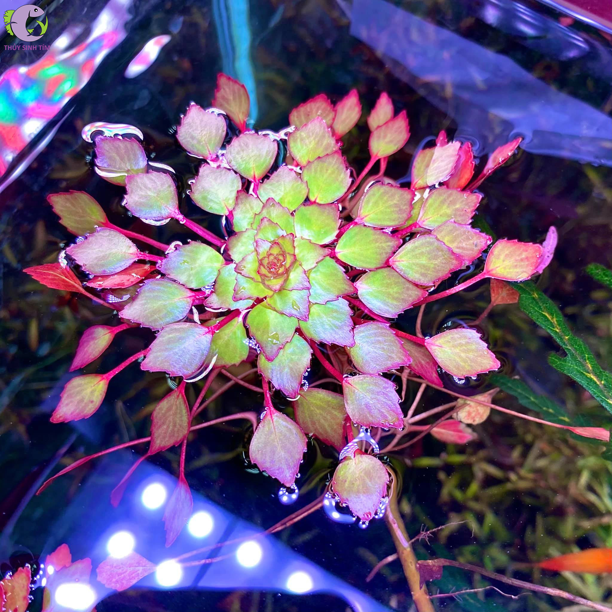 Ấu Thái Thủy Sinh: Cây Cảnh Quan Độc Đáo Cho Không Gian Sống