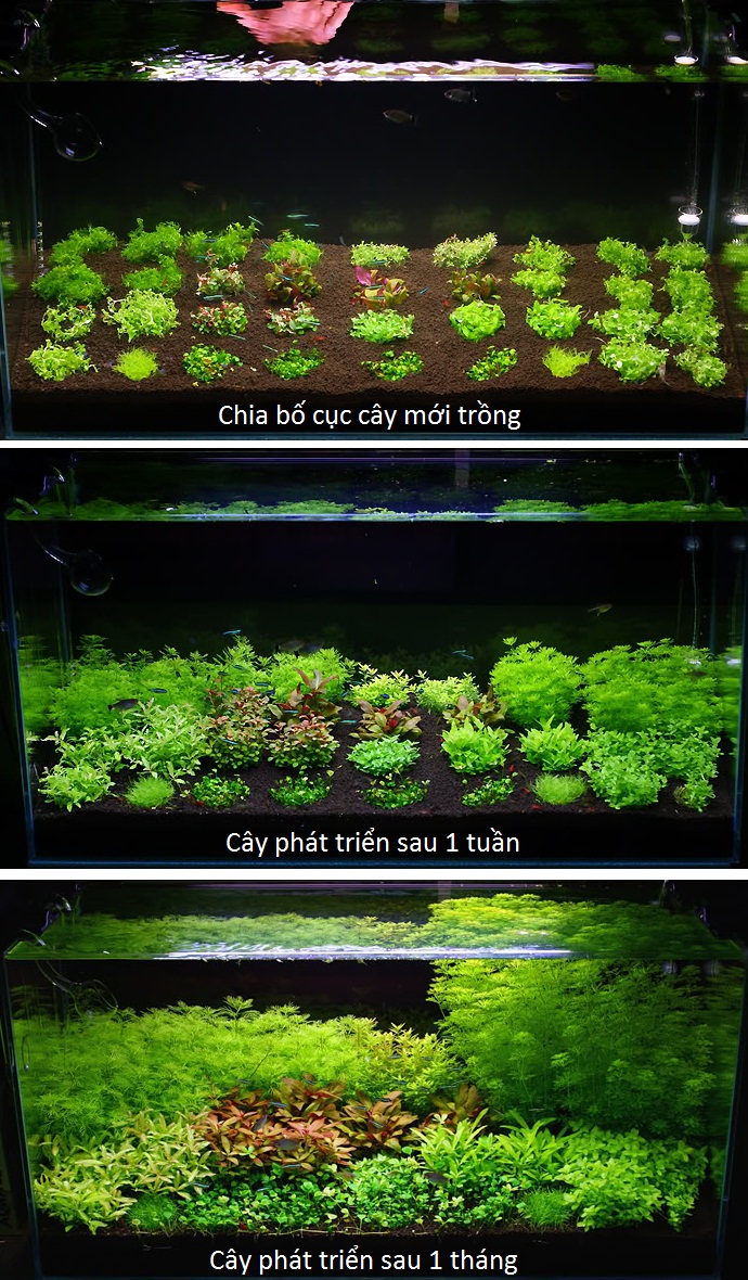 bể thủy sinh hà lan - 1