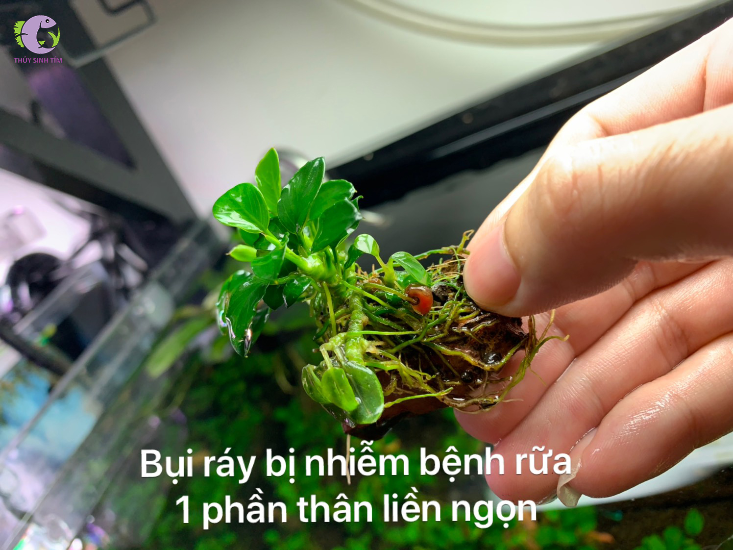 cách chữa bệnh ráy thủy sinh bị rữa - 2