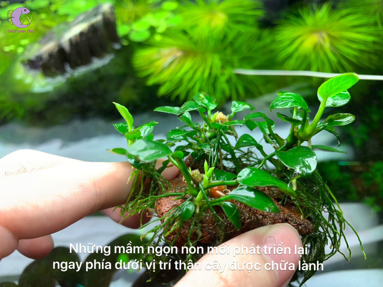 cách chữa bệnh ráy thủy sinh bị rữa - 7